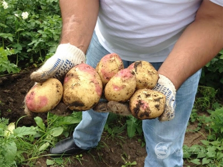 Выездной семинар картофелеводов на полях Хабезского района