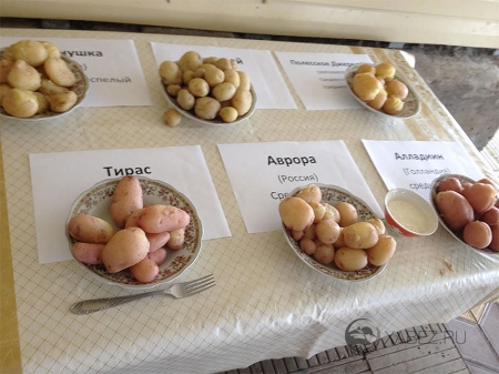 Выездной семинар картофелеводов на полях Хабезского района