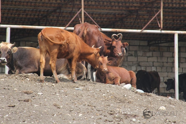 Представители минсельхоза КЧР посетили фермерские хозяйства грантообладателей в Хабезском районе